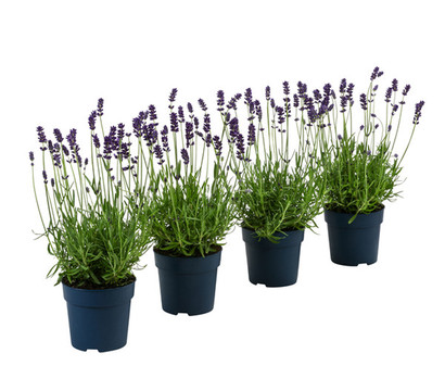 Duft-Lavendel 'Felice', 4er-Set