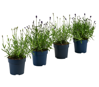 Lavendel-Set Lavendel-Vielfalt, 4-teilig