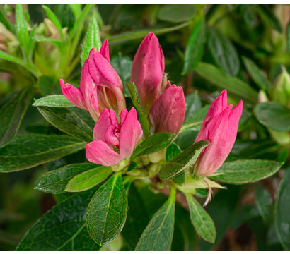 Japanische Azalee 'Pink Spider®'