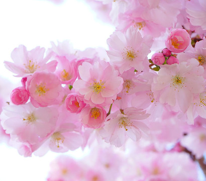 Japanische Blütenkirsche 'Amanogawa'