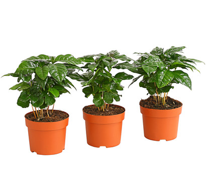 Kaffeepflanze - Coffea arabica, 3er-Set