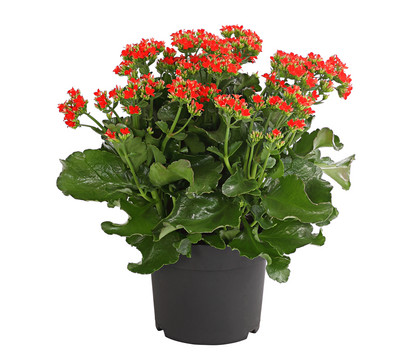 Freiland-Kalanchoe, verschiedene Farben