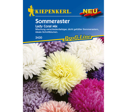 Kiepenkerl Saatgut SommerAster 'Lady Coral Mix' Dehner
