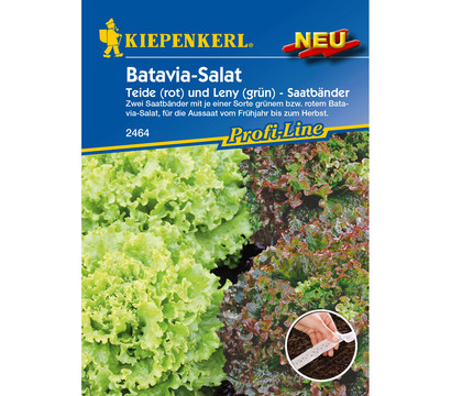Kiepenkerl Samen 'Batavia-Salat'