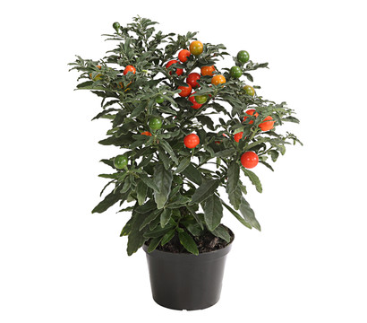 Korallenstrauch - Solanum pseudocapsicum