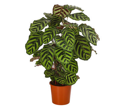 Korbmarante - Calathea makoyana