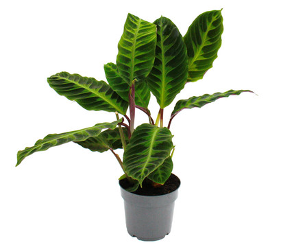 Korbmarante - Calathea warscewiczii