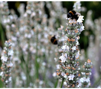 Lavendel 'Arctic Snow'