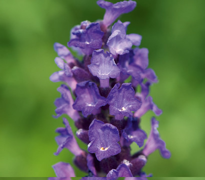 Lavendel 'Imperial Gem'