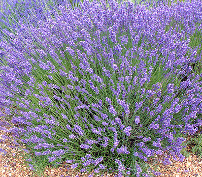 Lavendel 'No. 9'