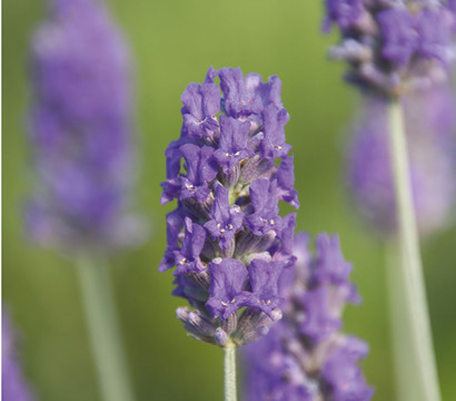 Lavendel 'Richard Gray'