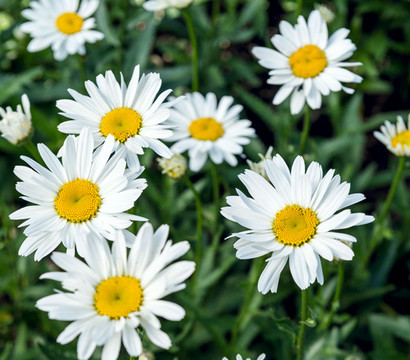 Großblumige Margerite 'Supra'