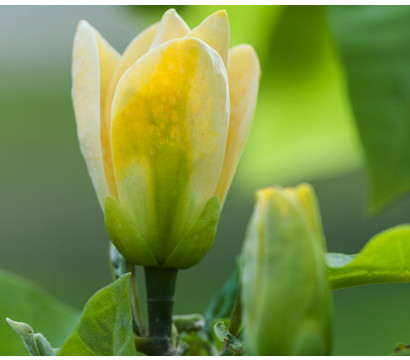 Duft-Magnolie 'Yellow Bird'