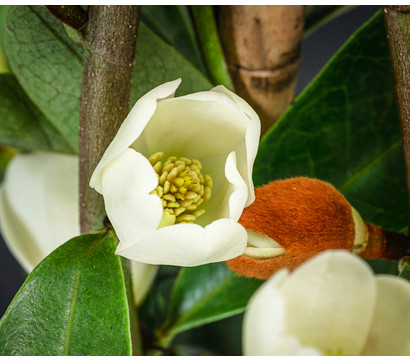 Duft-Magnolie 'Vanilla Pearls'