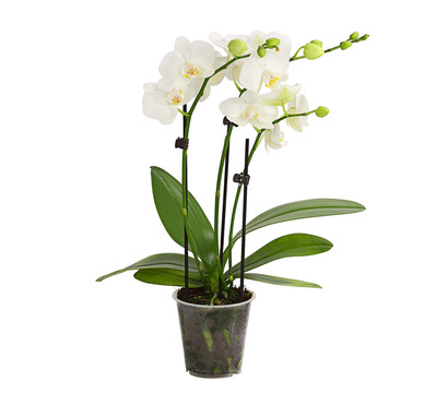 Midi Schmetterlingsorchidee - Phalaenopsis cultivars, weiß