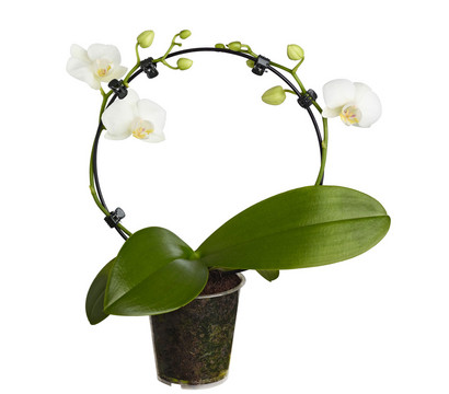 Midi Schmetterlingsorchidee - Phalaenopsis cultivars, zweitriebig, verschiedene Sorten