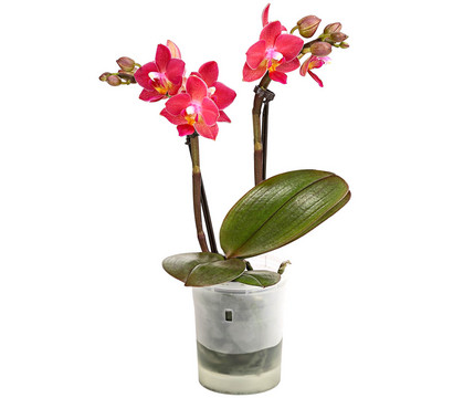 Mini Schmetterlingsorchidee - Phalaenopsis 'Aqua Orchids®', verschiedene Farben