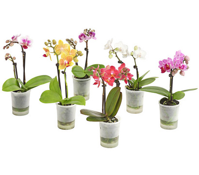 Mini Schmetterlingsorchidee - Phalaenopsis 'Aqua Orchids®', verschiedene Sorten