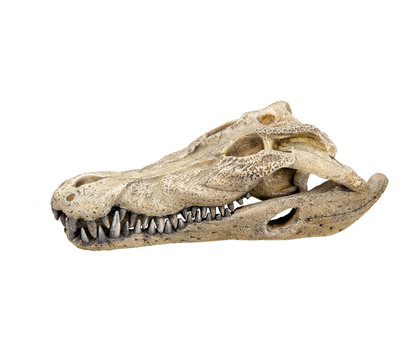 Nobby Aquariumdeko Krokodil Schädel, ca. B26/H9/T14 cm