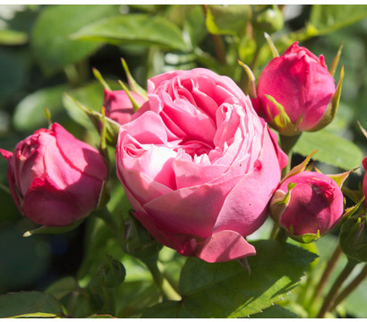 Noblesse® Spray-Rose 'Playful Rokoko®'