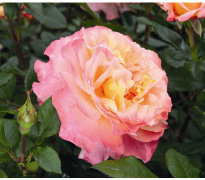 Edelrose 'Augusta Luise®', Stämmchen