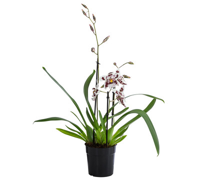 Odontonia-Orchidee - Odontonia hybriden 'Carla'