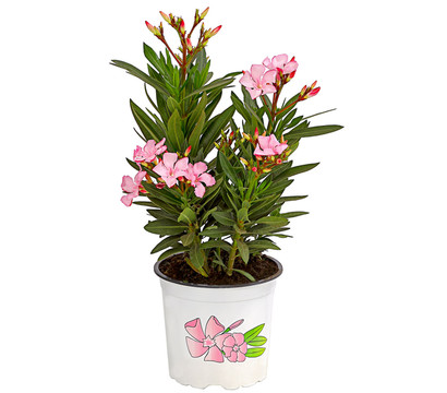 Oleander, Busch, verschiedene Farben