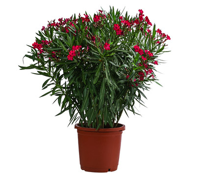 Oleander, Solitärbusch