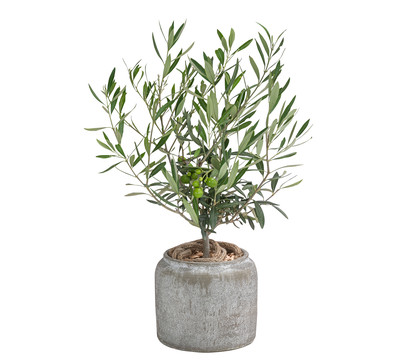 Olive, Busch, in Keramik, ca. Ø16/H40 cm