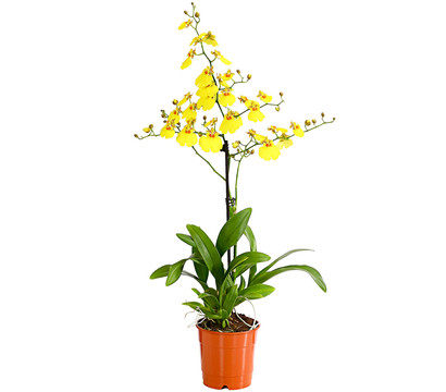 Oncidium Orchidee - Oncidium cultivars 'Sweet Sugar'
