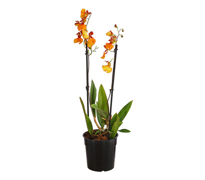 Oncidium-Orchidee - Oncidium zappi