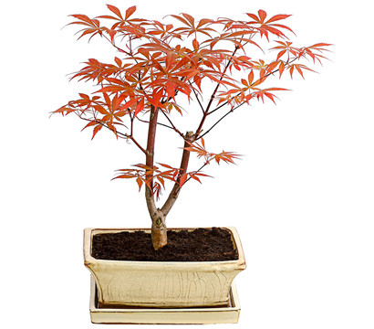 Outdoor-Bonsai Roter Fächerahorn - Acer palmatum 'Atropurpureum'