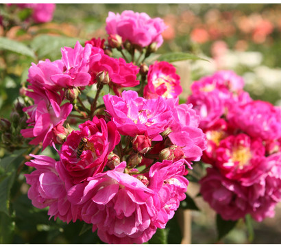 Ramblerrose 'Perennial Blue®'