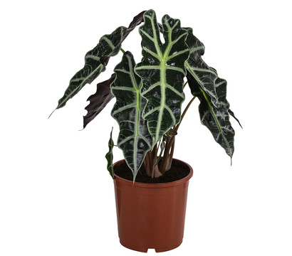 Pfeilblatt - Alocasia amazonica 'Polly'