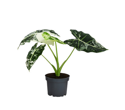 Pfeilblatt - Alocasia micholitziana 'Frydek' variegata, panaschiert