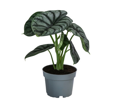 Pfeilblatt - Alocasia 'Silver Dragon'