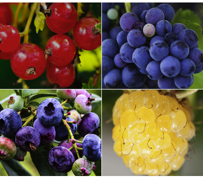 Beeren-Trauben-Set Obstsalat, 4-teilig