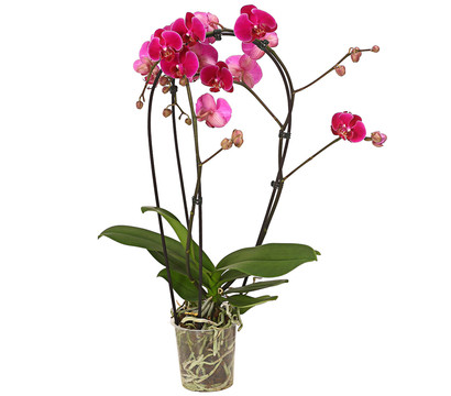 Schmetterlingsorchidee - Phalaenopsis cultivars 'Crossing', verschiedene Farben