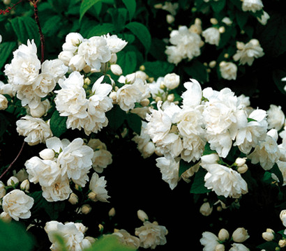 Gefüllter Gartenjasmin 'Schneesturm'