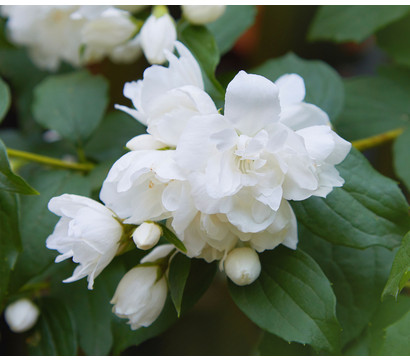 Gefüllter Gartenjasmin 'Snowbelle'