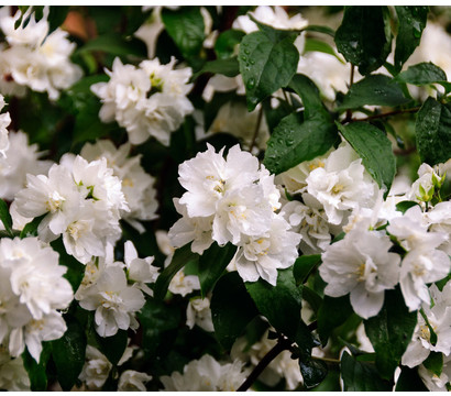 Gefüllter Gartenjasmin 'Virginal'