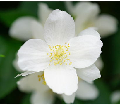 Gartenjasmin 'Lemoinei'