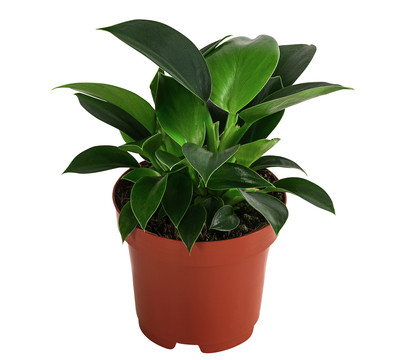 Baumfreund - Philodendron 'Green Princess'