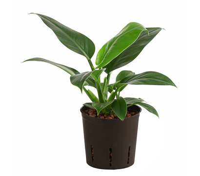 Baumfreund - Philodendron 'Imperial Green', Hydrokultur