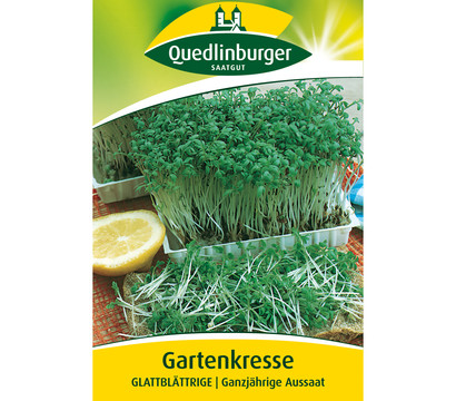 Quedlinburger Samen Gartenkresse 'Glattblättrige'