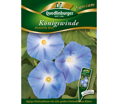 Quedlinburger Samen Königswinde 'Heavenly Blue'