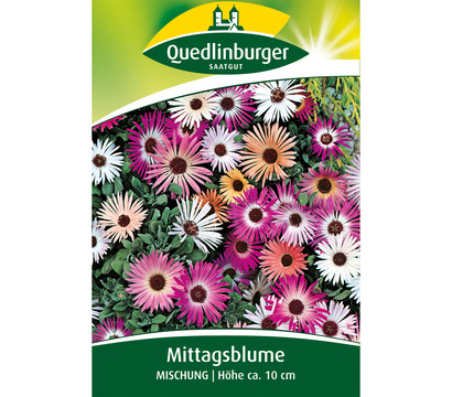 Quedlinburger Samen Mittagsblume 'Mischung'