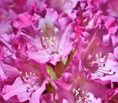 Rhododendron 'Goldflimmer'