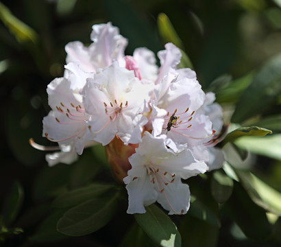 Rhododendron