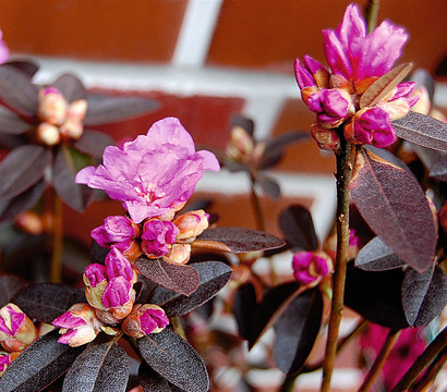 Rhododendron 'P. J. Mezitt'